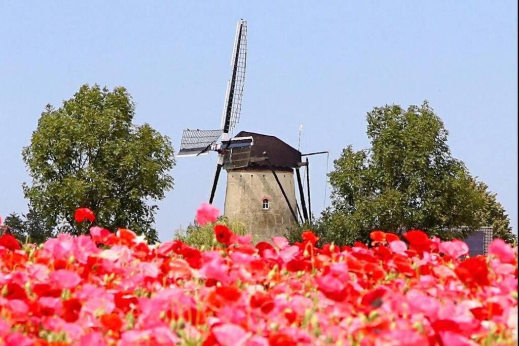 Huisje Vogelenzang Zeeland Sint Annaland Dış mekan fotoğraf