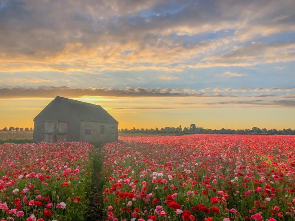 Huisje Vogelenzang Zeeland Sint Annaland Dış mekan fotoğraf